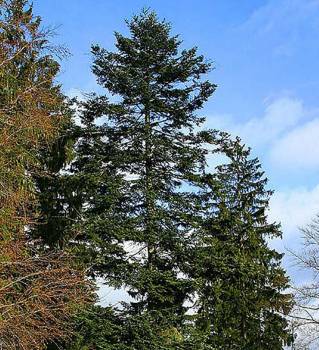 Fir Needle Canadian - Abies balsamea