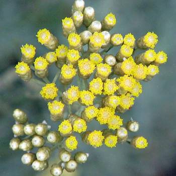 Helichrysum - Helichrysum angustifolium