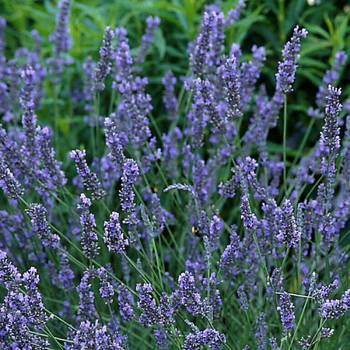 Lavandin Grosso - Lavendula hybrid