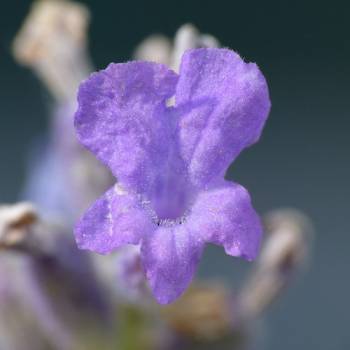 Lavandin Grosso - Lavendula hybrid