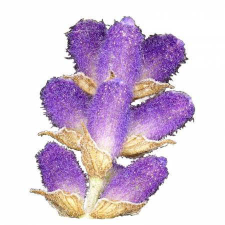 Lavender - Lavendula officinalis