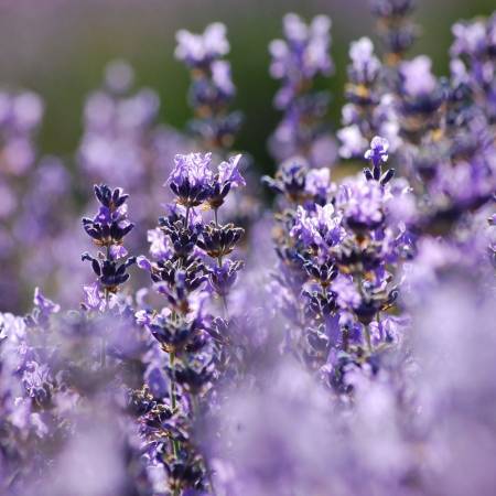 Lavender Wild - Lavendula augustifolia