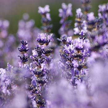 Lavender Wild - Lavendula augustifolia