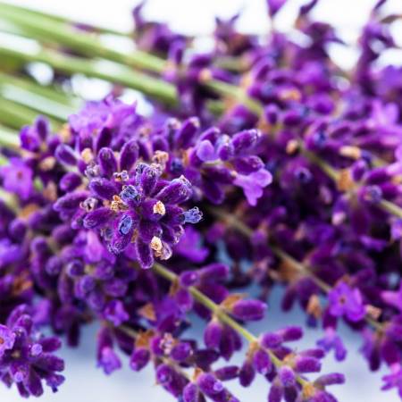 Lavender French Fine Alt. - Lavendula officinalis