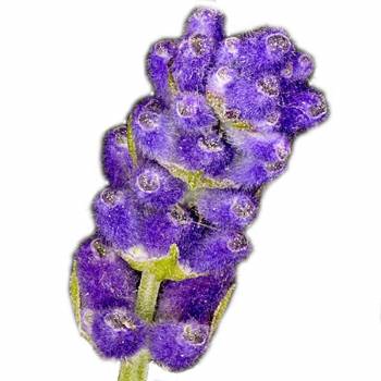 Lavender French Fine Alt. - Lavendula officinalis