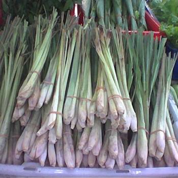 Lemongrass - Cymbopogon citratus