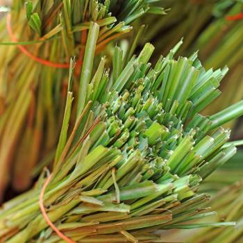 Lemongrass - Cymbopogon citratus