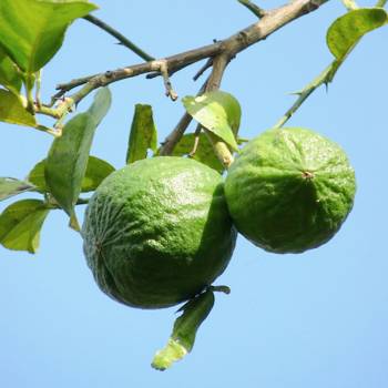 Lime distilled - Citrus aurantifolia