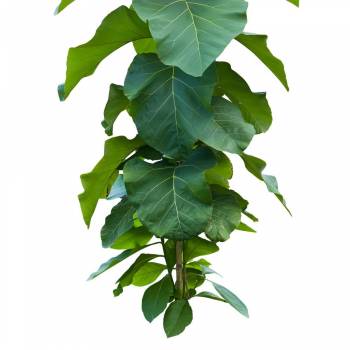 Litsea Cubeba - Litsea cubeba