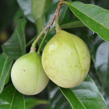 Nutmeg - Myristica fragrans