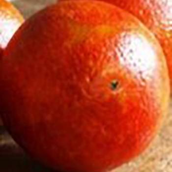 Orange Blood - Citrus sinensis