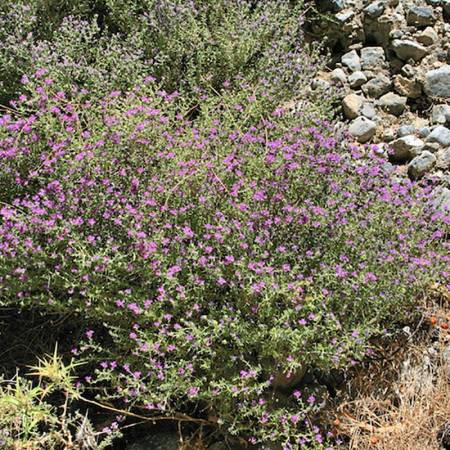 Oregano - Origanum vulgare