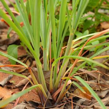 Palmarosa - Cymbopogon martini