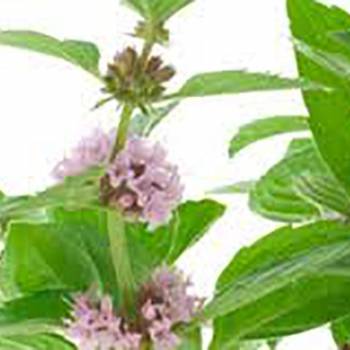 Pennyroyal - Mentha pelegium