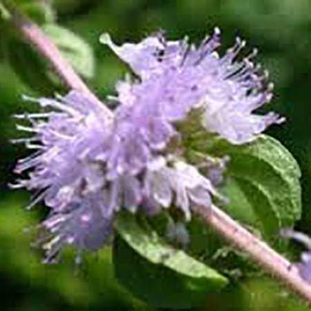 Pennyroyal - Mentha pelegium