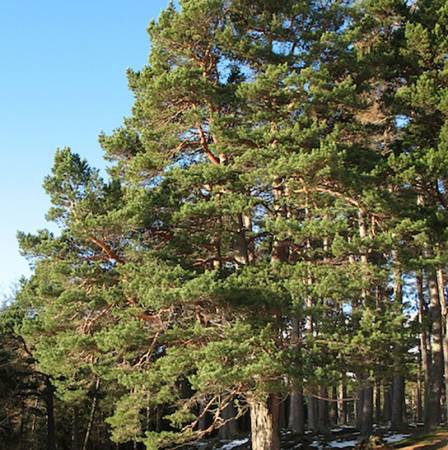 Pine Needle - Pinus silvestris