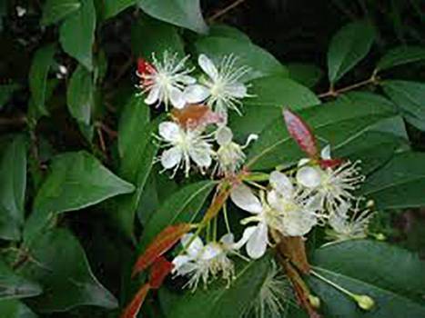 Copaiba Balsam - Copaifera langsdorfii