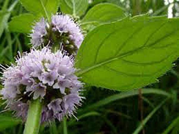 Cornmint - Mentha arvensis
