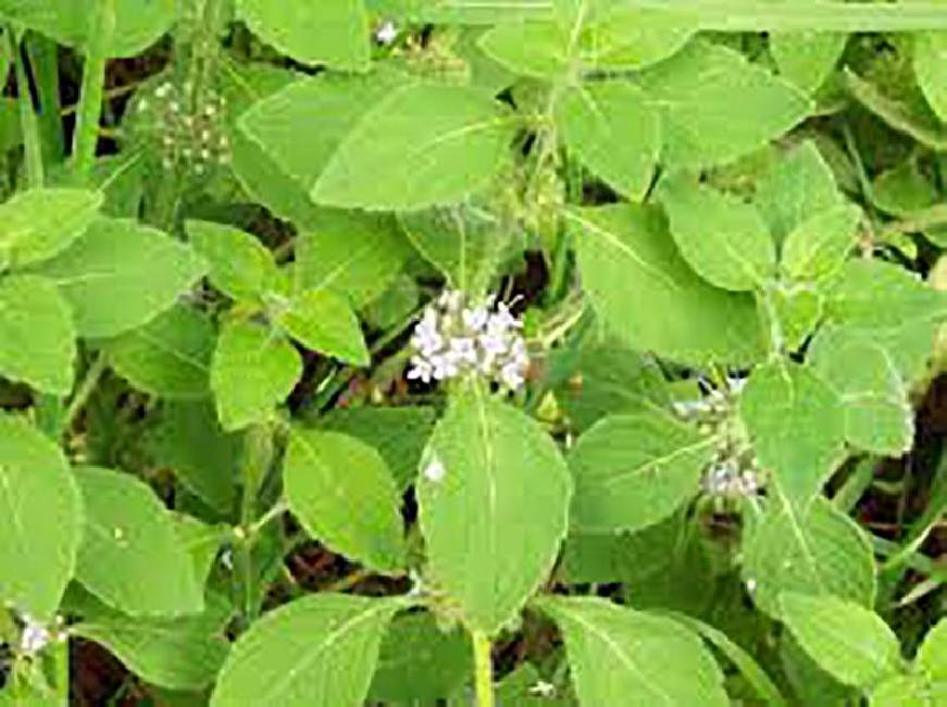 Cornmint from Kelley Pure Essential Oils