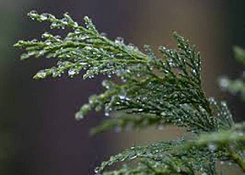 Cypress - Cupressus sempervirens