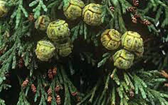 Cypress - Cupressus sempervirens