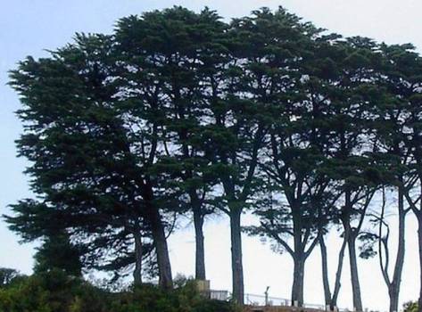 Cypress - Cupressus sempervirens