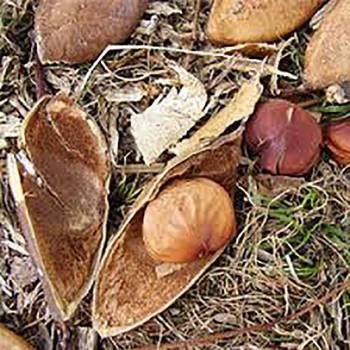 Davana - Artemisin pallens