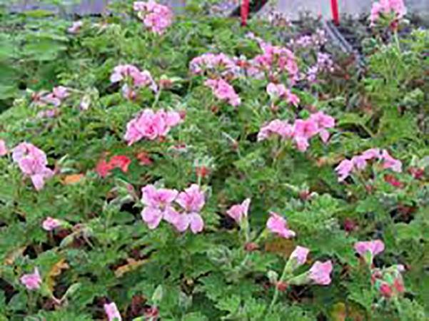 Geranium Rose - 