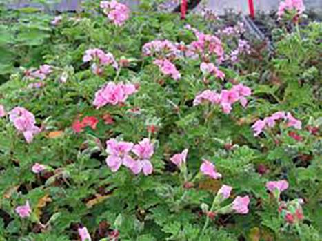 Geranium Rose - 