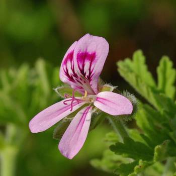 Geranium Rose - 