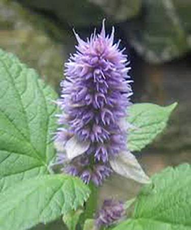 Hyssop - Hyssopus officinalis