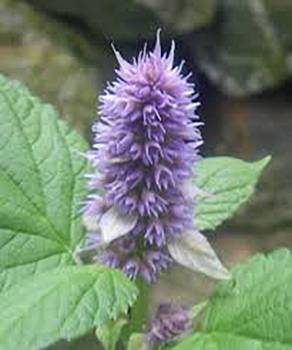 Hyssop - Hyssopus officinalis