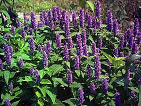 Hyssop - Hyssopus officinalis