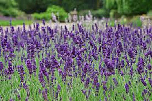 Lavender Spike - Lavendula latifolia