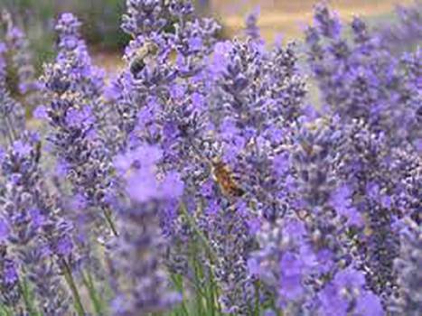 Lavender Spike - Lavendula latifolia
