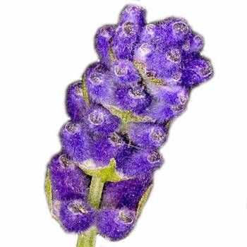 Lavender High Altitude - Lavendula officinalis