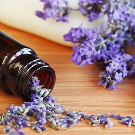 Lavender USA - Lavendula officinalis