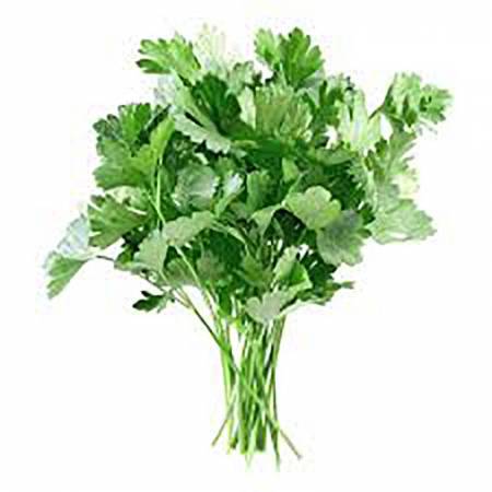 Parsley - Petroselinum sativum