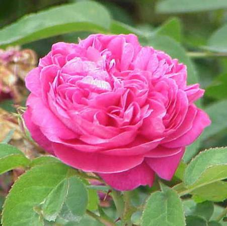 Rose Bulgarian - Rosa damascena