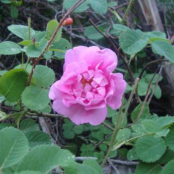 Rose Bulgarian - Rosa damascena