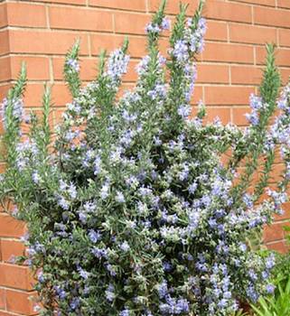 Rosemary - Rosmarinus officinalis ct cineol
