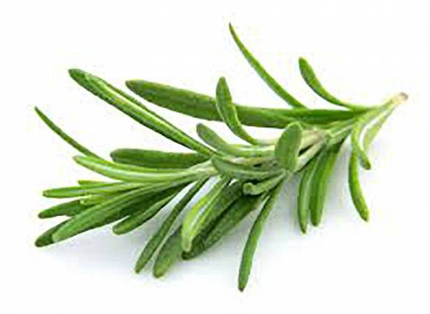 Rosemary - Rosmarinus officinalis ct cineol