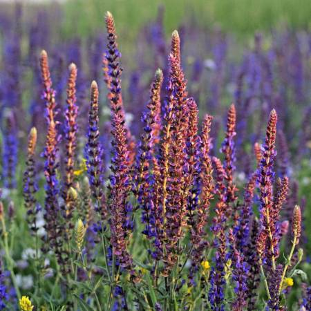 Sage Clary - Salvia sclarea