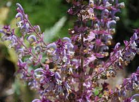 Sage Clary - Salvia sclarea