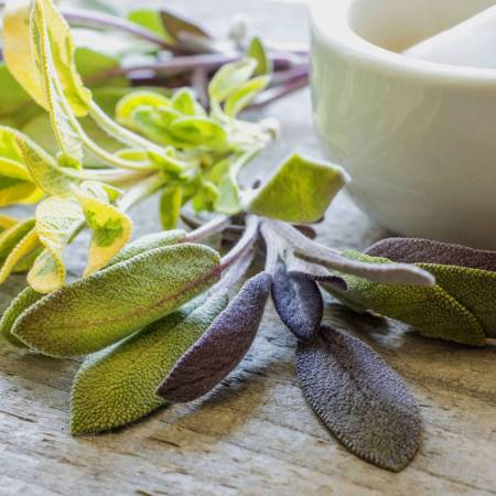 Sage Dalmatian - Salvia officinalis
