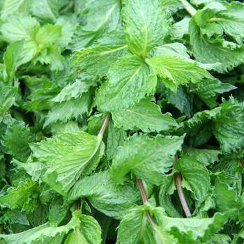 Spearmint - Mentha spicata