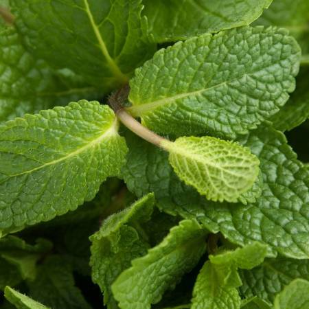 Spearmint - Mentha spicata