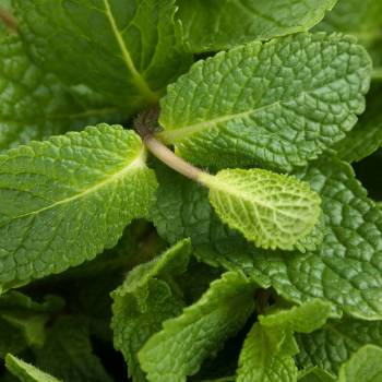 Spearmint - Mentha spicata