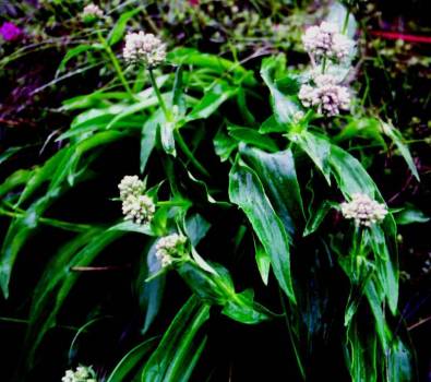Spikenard - Nardostachys jatamansi