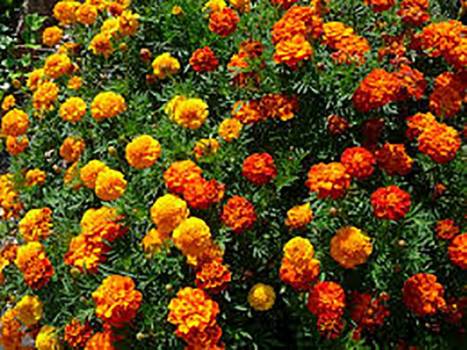 Tagetes - Tagetes minuta